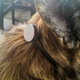 Illustration for article titled Adventure Tested: Whistle, A Fitness Tracker For Your Dog